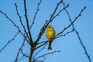 Yellowhammer portrait, blue sky photo