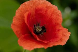 amapolas nllom macro foto