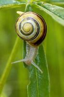 Grove cepaea blade of grass photo