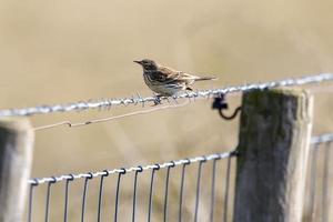 Meadow Pipit sits on a fence photo