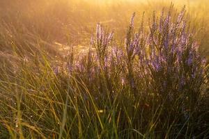 Heather morning sun photo