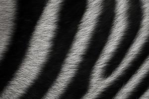 Zebra wool animal skin texture. Black and white striped nature background photo