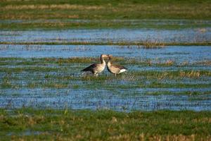 Greylag geese on flooded meadow photo