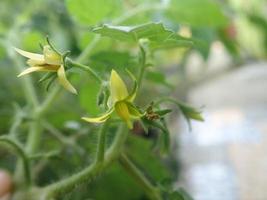 Selective focus Fresh tomato flower blooming in a pot, on a blurred background photo