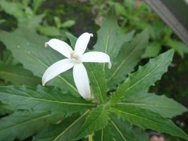 Closeup White Madam Fate flower - Star of Bethlehem or Star Flower or Laurentia Longiflora. Its Latin name is Hippobroma Longiflora herb for relieve cough. photo