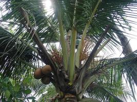 árbol de coco en el jardín foto