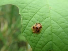 Closeup species of beetles Aspidimorpha miliaris perched on green leaves, with green leaves blurred background. Aspidimorpha miliaris is a widespread Asian species of beetles, family Chrysomelidae photo