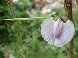 Closeup Centrosema, the butterfly peas, is a genus of vines in the legume family Fabaceae blom in the garden. Another plant from the same subtribe Clitoriinae is Clitoria ternatea. photo