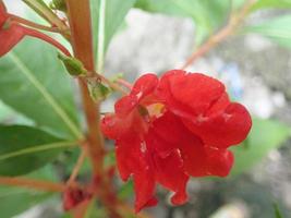 La flor de impatiens balsamina, comúnmente conocida como balsam, garden balsam, rose balsam, touch me not o spotted snapweed, es una planta anual que crece de 20 a 75 cm de altura, con un tallo grueso pero suave foto