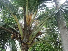 árbol de coco en el jardín foto