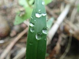 Closeup dew drops on the leaves in the morning photo