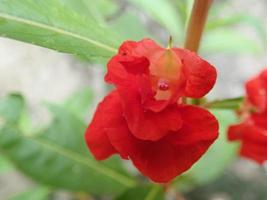 Impatiens Balsamina flower, commonly known as balsam, garden balsam, rose balsam, touch me not or spotted snapweed, is an annual plant growing to 20 to 75 cm tall, with a thick, but soft stem photo