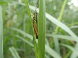 Closeup of a grasshopper perched on green grass with green grass blur background photo