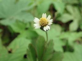 Closeup Tridax procumbens, commonly known as coatbuttons or tridax daisy, is a species of flowering plant in the daisy family. It is best known as a widespread weed and pest plant. photo