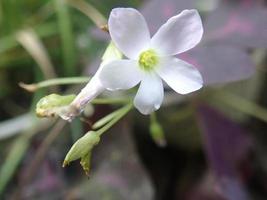 Closeup Oxalis triangularis flower, commonly called false shamrock whit blurred background. Mentions in Indonesian Calincing kupu, calincing merah, calincing ungu atau bunga kupu-kupu. perennial plant photo