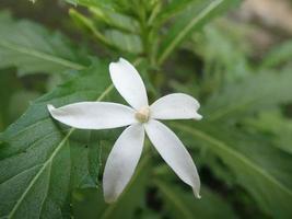 Closeup White Madam Fate flower - Star of Bethlehem or Star Flower or Laurentia Longiflora. Its Latin name is Hippobroma Longiflora herb for relieve cough. photo