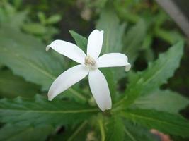 primer plano de la flor blanca de la señora destino - estrella de Belén o flor de estrella o laurentia longiflora. su nombre en latín es hierba hippobroma longiflora para aliviar la tos. foto