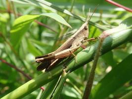 Closeup of a grasshopper perched on green grass with green grass blur background photo