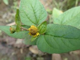 Jotang, getang, gulang - Acmella paniculata is a kind of herb, found wild as a weed, family Asteraceae. The beautiful yellow flowers have a spicy taste and are used as a toothache medicine. photo