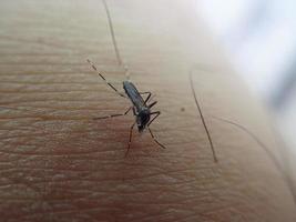 el mosquito chupa sangre en la piel humana. este mosquito puede causar malaria. mosquito aedes aegypti. foto