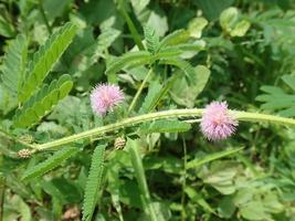 Mimosa pudica, pudica shy, bashful or shrinking, also called sensitive plant, sleepy plant, action plant, touch me not, shy plant, is perennial flowering plant of the pea legume family Fabaceae. photo