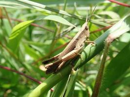 Primer plano de un saltamontes encaramado sobre hierba verde con hierba verde fondo desenfocado foto