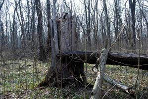 broken tree in the forest on a background of trees photo