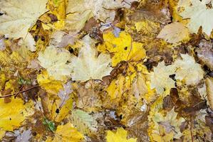 diferentes hojas de otoño foto
