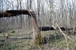 broken tree in the forest photo