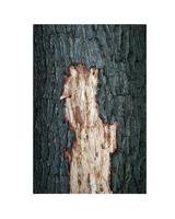 trimmed oak bark photo