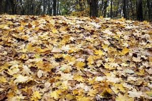 yellow leaves on the hill photo