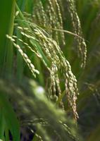 cerrar el color verde de las espigas de arroz jóvenes en el campo de arroz de Tailandia foto