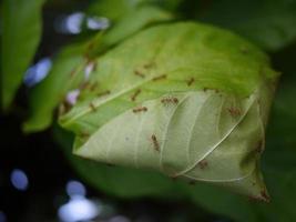 ants with distance walking on the leaf photo