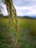 cerrar el color dorado de las orejas de arroz jóvenes en el campo de arroz de tailandia foto