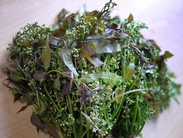 mixed of fresh Vietnamese Coriander and Paco Fern tropical vegetable THailand photo