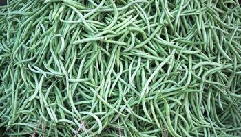 pile up stack lots of green beans for background wallpaper photo