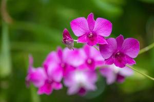 hermosa flor de orquídea que florece en la temporada de lluvias. primer plano de un patrón floral de naturaleza tropical, pétalos de flores vívidas y brillantes, orquídeas rosadas púrpuras en un follaje verde borroso foto