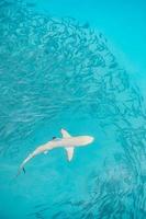 Black Tip Reef Shark and small fishes in ocean lagoon in Maldives islands. Top view of amazing turquoise sea water, marine wildlife photo