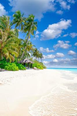 Beach nature concept. Palm beach in tropical idyllic paradise island. Exotic landscape for dreamy and inspirational summer scenery use for background or wallpaper 8009732 Stock Photo at Vecteezy Beach nature concept. Palm beach in tropical idyllic paradise island. Exotic landscape for dreamy and inspirational summer scenery use for background or wallpaper 8009732 Stock Photo at Vecteezy