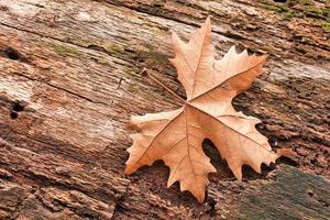 Dry leaf texture and nature background. Surface of brown leaves natural texture pattern. photo