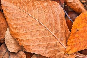 Dry leaf texture and nature background. Surface of brown leaves natural texture pattern. photo