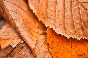 Dry leaf texture and nature background. Surface of brown leaves material, closeup with blurred scene photo