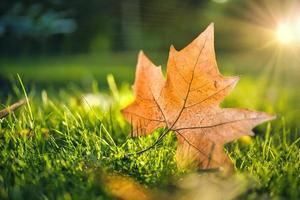 Tranquil autumn leaf in green grass, sun rays over blurred autumnal landscape. Idyllic nature closeup, peaceful natural macro photo