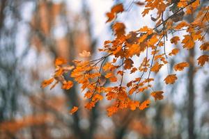 Beautiful blurred autumn landscape with yellow golden leaves and sunlight. Colorful foliage in the park. Falling leaves natural background, idyllic nature photo