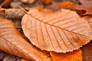 Dry leaf texture and nature background. Surface of brown leaves material, closeup with blurred scene photo