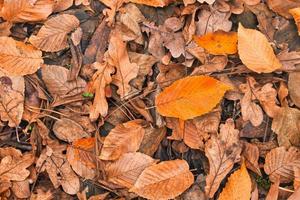 Dry leaf texture and nature background. Surface of brown leaves material, closeup with blurred scene photo