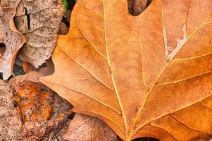 Dry leaf texture and nature background. Surface of brown leaves natural texture pattern. photo