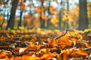 Golden autumn foliage, closeup leaves with blurred fall landscape. Idyllic nature scenery, warm golden sunlight, peaceful pastel colors photo