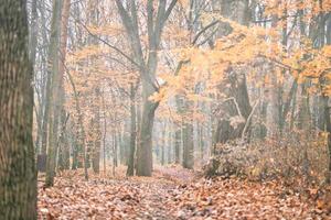 Autumn forest, foggy morning leaves fall in ground landscape, autumnal background. Beautiful seasonal nature landscape, bright sunlight with golden orange tree leaves, idyllic adventure hiking pathway photo