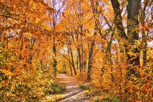 Autumn forest road leaves fall in ground landscape on autumnal background. Beautiful seasonal nature landscape, bright sunlight with golden orange tree leaves, idyllic adventure hiking pathway photo